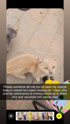 Lost Male Cat last seen Roope close calwell , Calwell, ACT 2905
