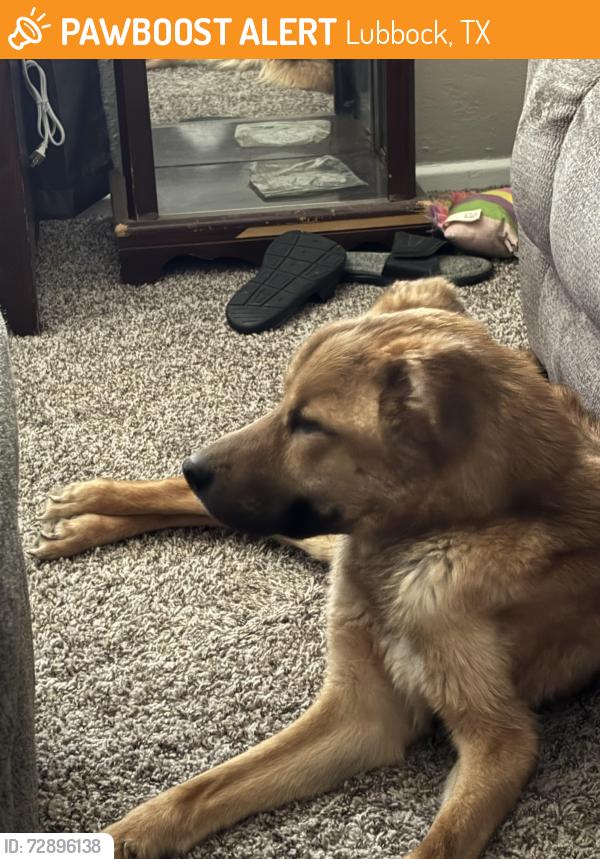 Found/Stray Male Dog last seen Frankford & 24th St, Lubbock, TX 79407