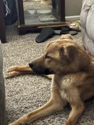 Found/Stray Male Dog last seen Frankford & 24th St, Lubbock, TX 79407