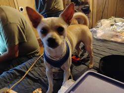 Reunited Male Dog last seen Bowen rd, Arlington, TX 76012