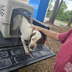 Found/Stray Male Dog last seen River Bend Rd , Statesboro, GA 30461