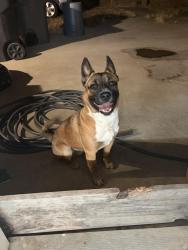 Reunited Male Dog last seen Dufferin, Riverside, CA 92504