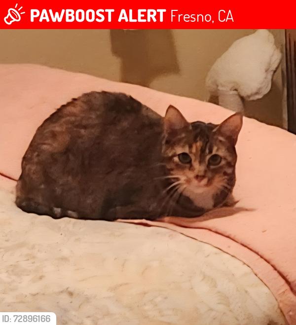 Lost Female Cat last seen Plymouth way/Chance ave., Fresno, CA 93720