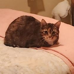 Lost Female Cat last seen Plymouth way/Chance ave., Fresno, CA 93720
