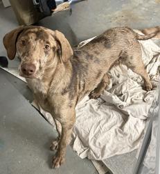 Found/Stray Male Dog last seen Under pass of 45 near riley fuzzle , Spring, TX 77373