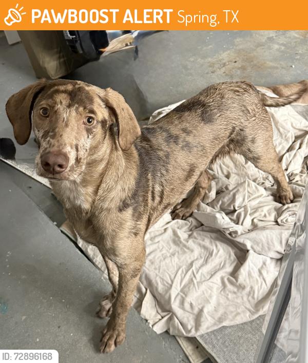 Found/Stray Male Dog last seen Under pass of 45 near riley fuzzle , Spring, TX 77373