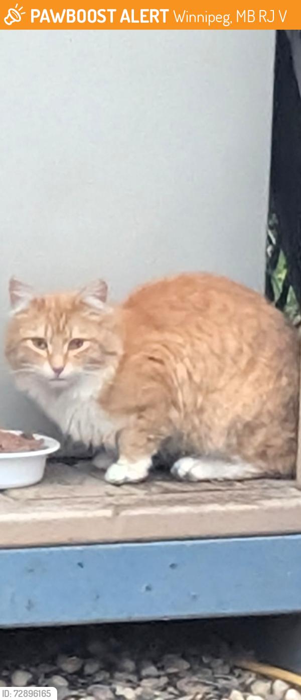 Found/Stray Unknown Cat last seen Collegiate Street between ness and portage ave. Back lane of Roseberry , Winnipeg, MB R3J 1V2