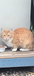Found/Stray Unknown Cat last seen Collegiate Street between ness and portage ave. Back lane of Roseberry , Winnipeg, MB R3J 1V2