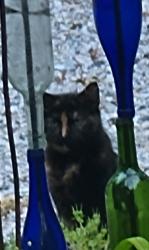 Found/Stray Unknown Cat last seen Jackson Road, Bumpass, Bumpass, VA 23024