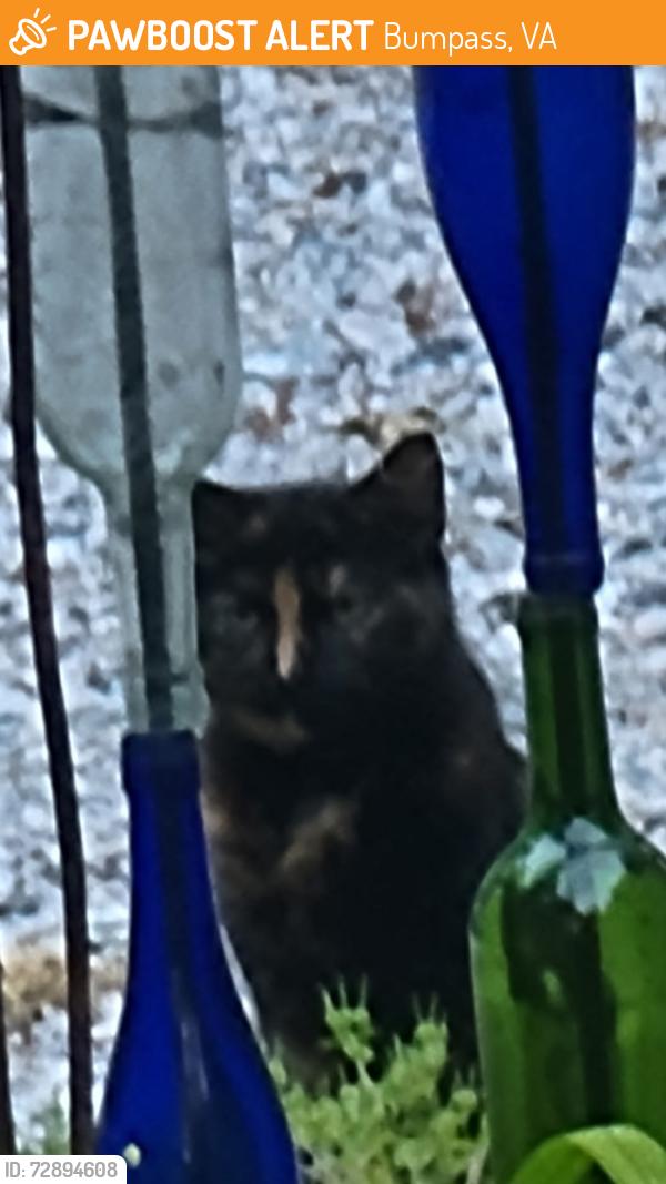 Found/Stray Unknown Cat last seen Jackson Road, Bumpass, Bumpass, VA 23024