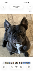 Reunited Male Dog last seen Gap PA , Gap, PA 17527