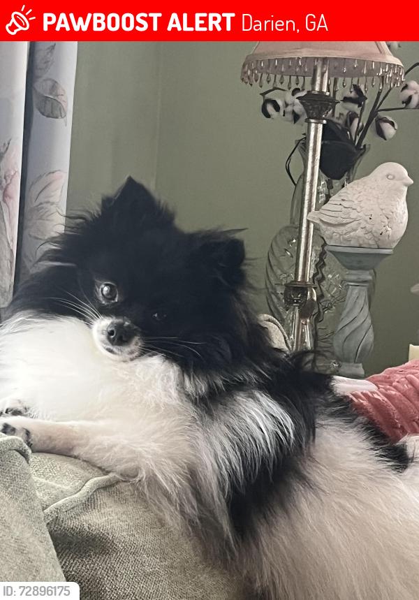 Lost Female Dog last seen Terry Rd, Dock Junction, GA 31520