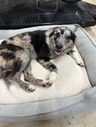 Found/Stray Female Dog last seen FM1198 and Bradford St in Myra, TX, Gainesville, TX 76240