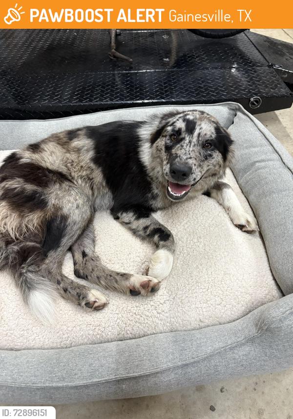 Found/Stray Female Dog last seen FM1198 and Bradford St in Myra, TX, Gainesville, TX 76240
