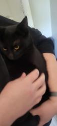 Found/Stray Female Cat last seen Kedzie and the 606, Chicago, IL 60647
