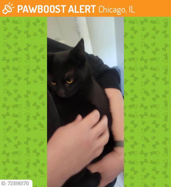 Found/Stray Female Cat last seen Kedzie and the 606, Chicago, IL 60647