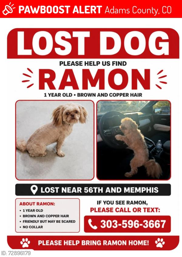 Lost Male Dog last seen Lewiston and maxwel, Adams County, CO 80239