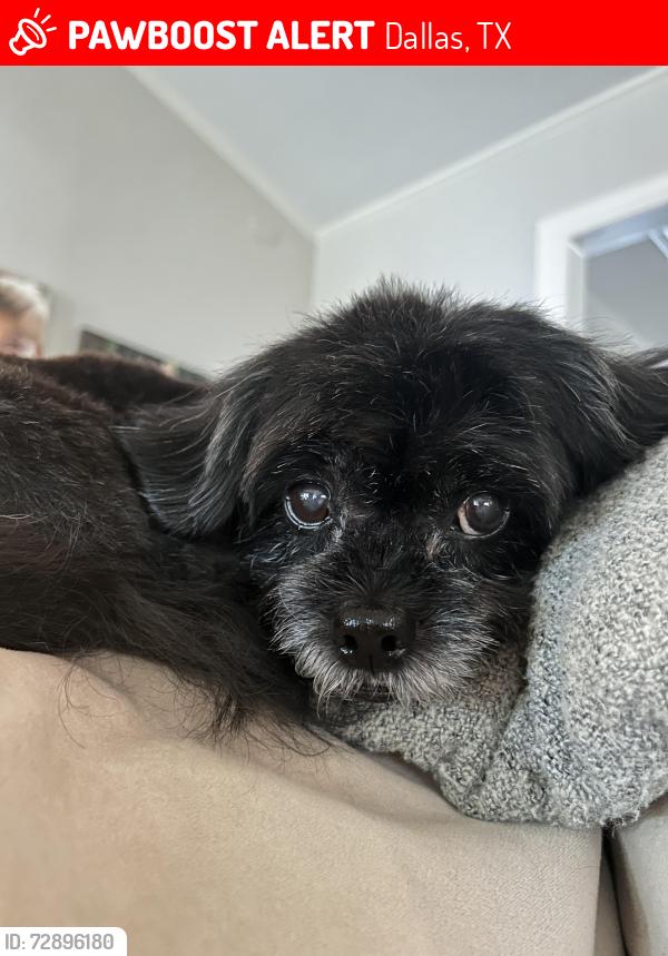 Lost Female Dog last seen Preston Road & Arapaho, near The Clubs of Prestonwood country club , Dallas, TX 75248