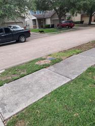 Found/Stray Unknown Dog last seen Chimney Rock/Edgewick Elm St , Fresno, TX 77545