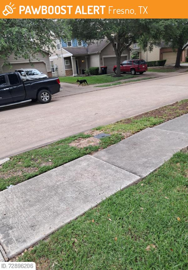 Found/Stray Unknown Dog last seen Chimney Rock/Edgewick Elm St , Fresno, TX 77545