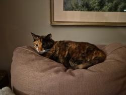 Lost Female Cat last seen Dogwood dr elizabethtown pa, Elizabethtown, PA 17022
