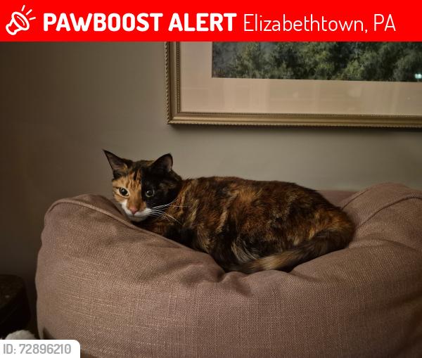 Lost Female Cat last seen Dogwood dr elizabethtown pa, Elizabethtown, PA 17022