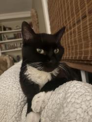 Lost Female Cat last seen Farmoor rd, Germantown, TN 38139