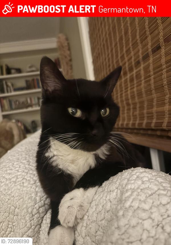 Lost Female Cat last seen Farmoor rd, Germantown, TN 38139