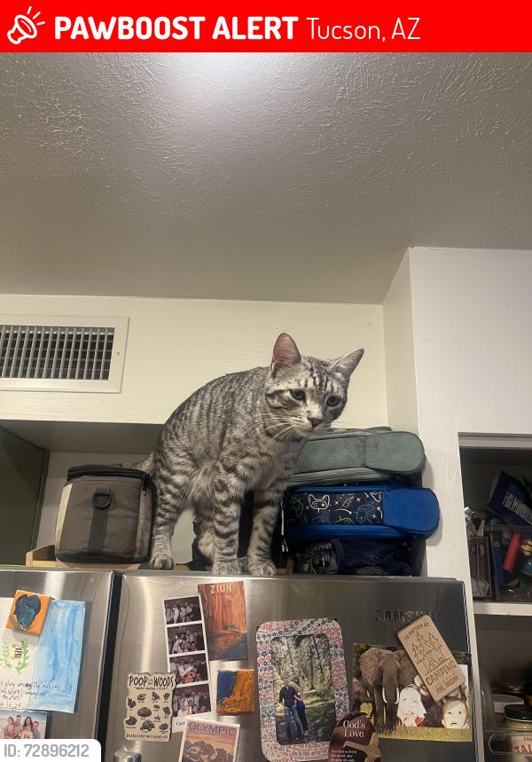 Lost Male Cat last seen La Cañada and Roller Coaster , Tucson, AZ 85704