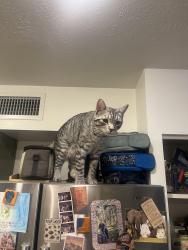 Lost Male Cat last seen La Cañada and Roller Coaster , Tucson, AZ 85704
