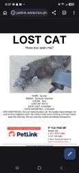 Lost Male Cat last seen Subdivision at Central and Maize , Wichita, KS 67212