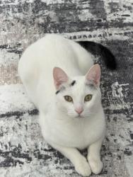 Reunited Male Cat last seen Water Fall Place and Waterford Park Drive, Gwinnett County, GA 30044