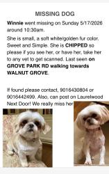 Lost Female Dog last seen South Grove Park, Memphis, TN 38117