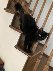 Reunited Female Cat last seen Oak street , Scranton, PA 18508