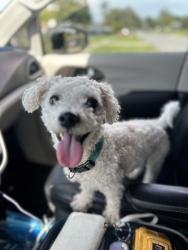 Lost Male Dog last seen Near Powers Dr & Silver Star Rd in Pine Hills, west Orlando. Residential suburban area with homes, trees, drainage ponds/cs, and nearby landmarks like Evans High School, North Lane, and Barnett Park., Pine Hills, FL 32808