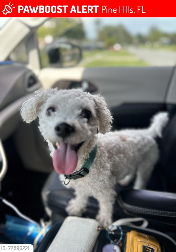 Lost Male Dog last seen Near Powers Dr & Silver Star Rd in Pine Hills, west Orlando. Residential suburban area with homes, trees, drainage ponds/cs, and nearby landmarks like Evans High School, North Lane, and Barnett Park., Pine Hills, FL 32808