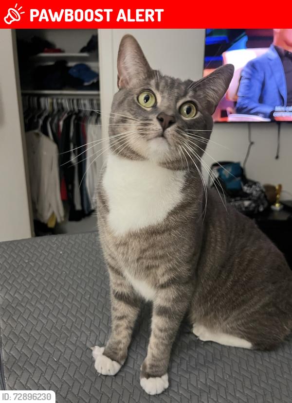 Lost Male Cat last seen Sher Lane and Edinger, Huntington Beach, CA 92647