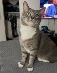 Lost Male Cat last seen Sher Lane and Edinger, Huntington Beach, CA 92647
