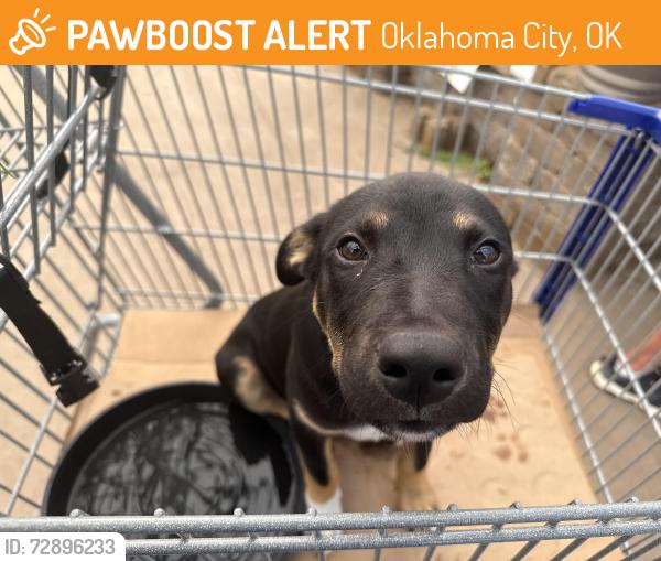 Found/Stray Male Dog last seen Lowe’s, Oklahoma City, OK 73134