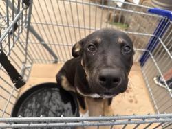 Found/Stray Male Dog last seen Lowe’s, Oklahoma City, OK 73134