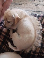 Reunited Male Dog last seen Bird farm rd and ramona ave, Chino Hills, CA 91709