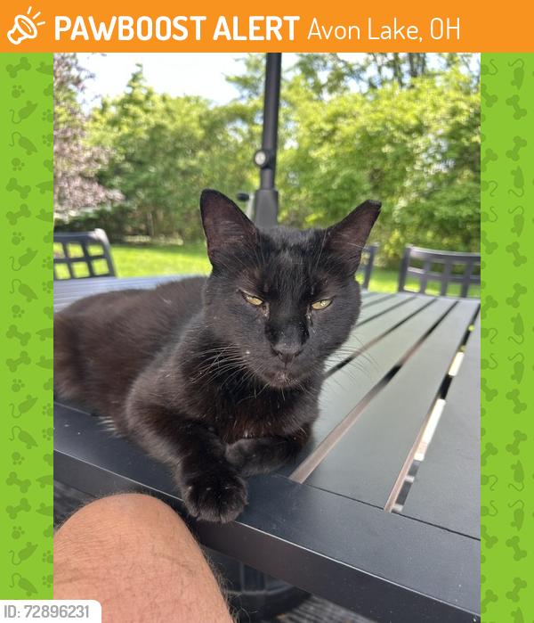 Found/Stray Male Cat last seen Walker & Crestwood Drive, Avon Lake, Ohio, Avon Lake, OH 44012
