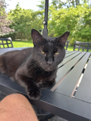 Found/Stray Male Cat last seen Walker & Crestwood Drive, Avon Lake, Ohio, Avon Lake, OH 44012