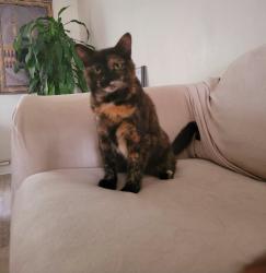 Lost Female Cat last seen Pinecrest and East Briarcliff Rd., Bolingbrook, IL 60440