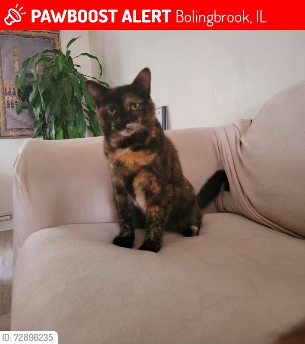 Lost Female Cat last seen Pinecrest and East Briarcliff Rd., Bolingbrook, IL 60440