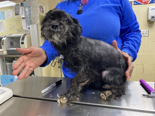 Shelter Stray Female Dog last seen 68TH AND FUND DU LAC, Milwaukee, WI 53215
