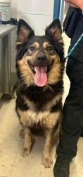 Reunited Female Dog last seen Randolph and Bay, Saint Paul, MN 55102