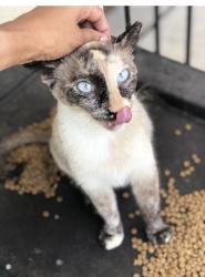 Lost Unknown Cat last seen Larking and Detering St. , Houston, TX 77007