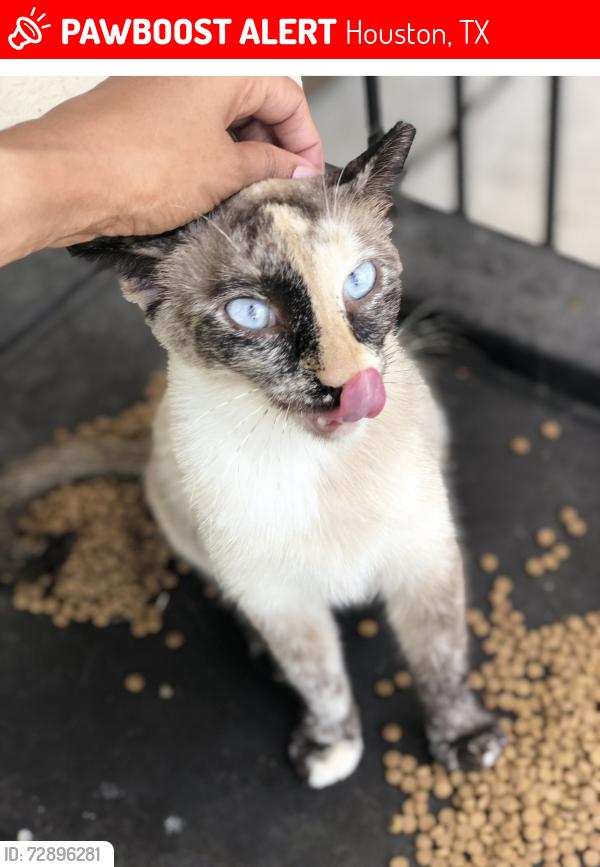 Lost Unknown Cat last seen Larking and Detering St. , Houston, TX 77007