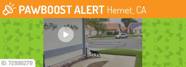 Found/Stray Unknown Cat last seen Kirby/Garland, Hemet, CA 92545